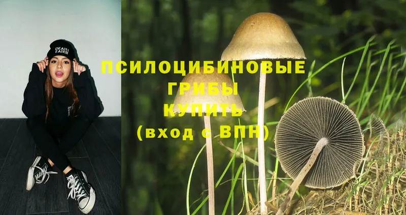 где купить наркотик  Вязьма  Псилоцибиновые грибы Magic Shrooms 